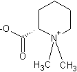 Image of molecular structure representing Homostachydrine